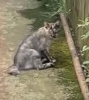 交通事故に遭い道にへたり込む、腰や足に大けがを負った猫(写真:ねこけんブログより)