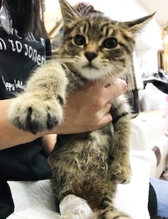 奇形の後ろ足にけがも負った子猫『あんよ』(写真:ねこけんブログより)