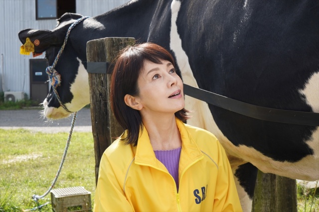 木曜ミステリー『科捜研の女』第5話(11月19日放送)科学の力で目撃者(!?)の牛から“証言”を得ようをする榊マリコ(沢口靖子) (C)テレビ朝日