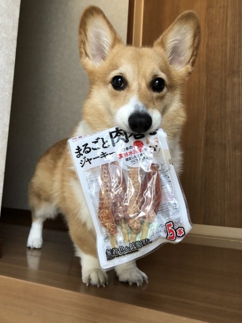 「これ美味しかったの覚えてます…」ドヤ顔でジャーキーをもってくるベルちゃん(画像提供:@BELL_1030)