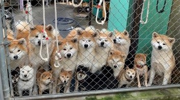 もふもふがギュギュっと集まり…訪れる人々をお出迎えする秋田犬と豆柴(画像提供:薩摩日登美犬舎)