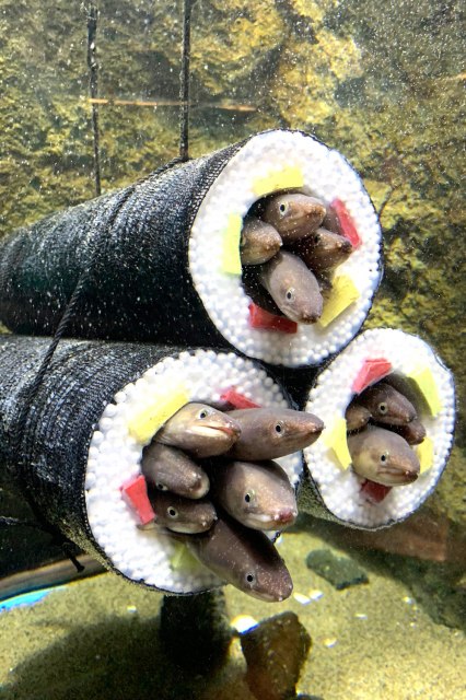 SNSで話題になった仙台うみの杜水族館「アナゴの恵方巻」