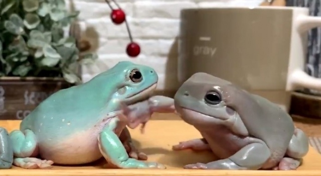 カエルがカエルをビンタ!?