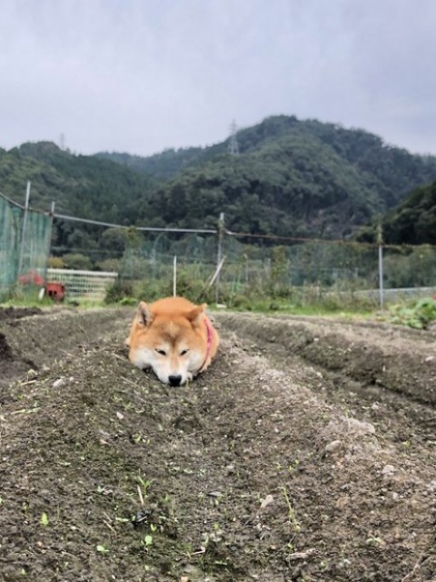 収穫物では…? 畑に鎮座するポテちゃん