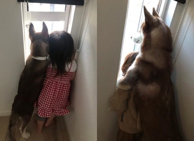 4ヵ月で娘さんの背丈を追い越し、圧倒的な成長をみせたハスキー犬・せなちゃん(画像提供:@yu_vell30)