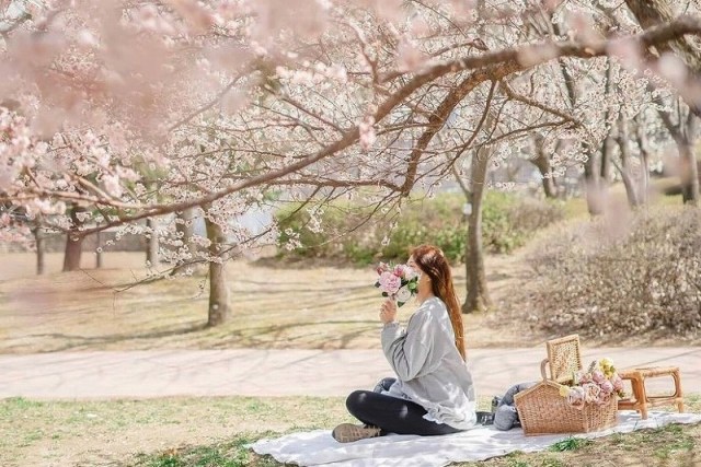 韓国のお花見、定番の楽しみ方を紹介(Instagram @awesome_picnic)