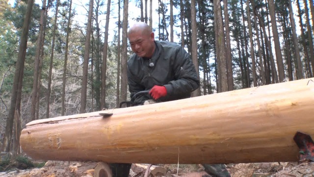 ログハウス建築に使う木を切り倒すあばれる君(C)TBS