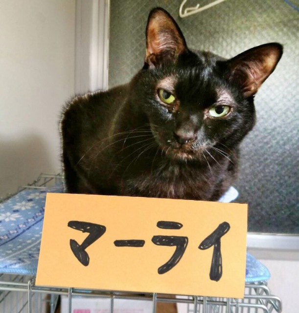 多頭飼育崩壊から保護された黒猫、マーライ(写真:ねこけんブログより)