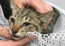 行倒れていたタイガー、今ではすっかり美猫に(写真:ねこけんブログより)