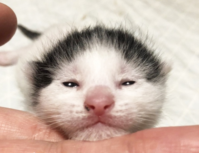 間寛平に似てる⁉ 生まれて間もないシャンちゃん(写真:ねこけんブログより)