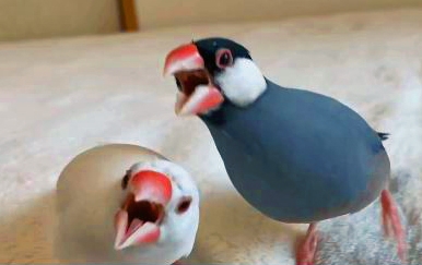 オラオラっぷりがすごい!白文鳥のテリちゃん(左)、桜文鳥のブンちゃん(右)