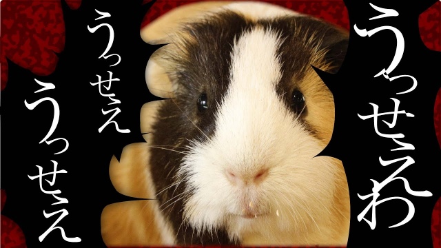 モルモットが『うっせぇわ』をプイプイ歌ってみた。(YouTubeチャンネルサムネイル画像)