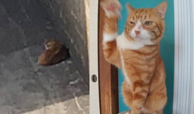 川底に落ちていた猫ドボン、保護されイケメンに変貌(写真:ねこけんブログより)
