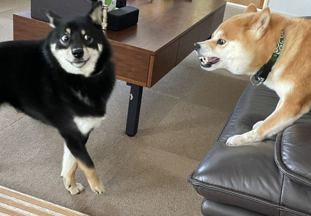 「この顔である」飼い主さんの実家で飼われていた先輩犬に怒られ、後ずさりする黒柴犬のつぶらちゃん(画像提供:@yurayura0105)
