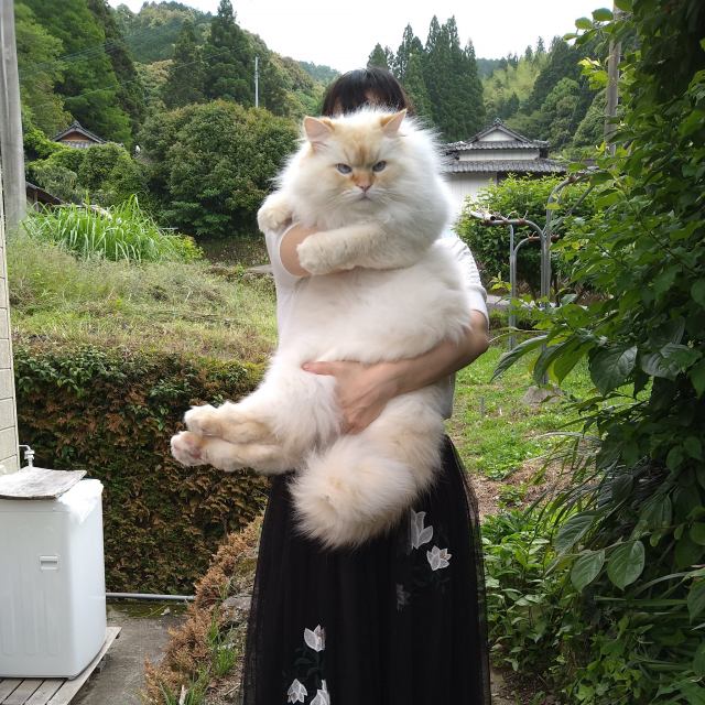 Twitterを中心に海外メディアでも話題を集めるラガマフィンの“ハク”くん(画像提供:@WeUADL1Ws02osvw)