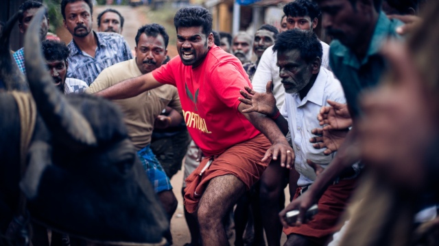 インド映画『ジャッリカットゥ 牛の怒り』7月17日よりシアター・イメージフォーラムほかで順次公開 (C)2019 Jallikattu