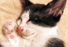 “死の病”FIPにかかってしまった“おかっぱP太郎”(写真:ねこけんブログより)