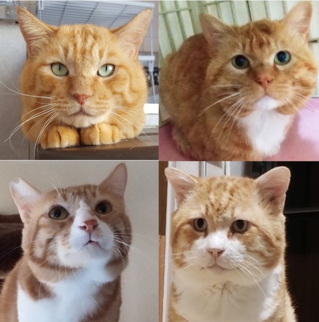 『ねこけん』の顔デカ四人衆(写真:ねこけんブログより)
