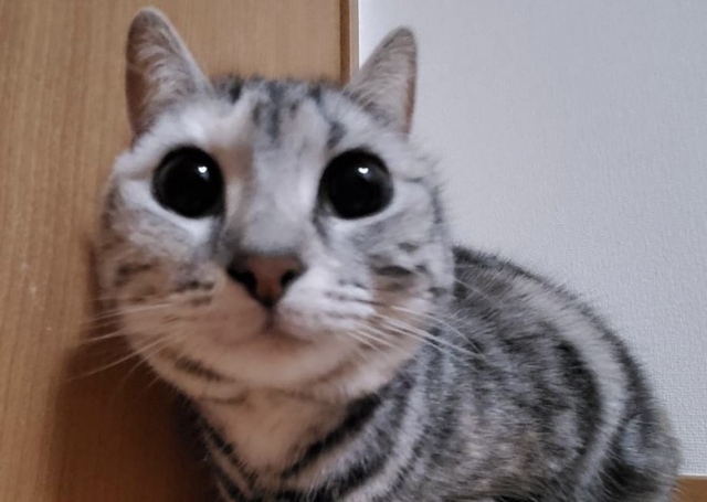 夫婦の離婚により、『ねこけん』にやってきた風子(写真:ねこけんブログより)