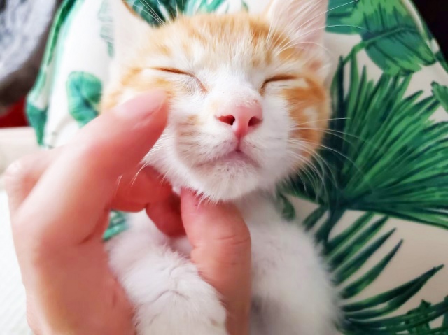 「長く生きられない」と言われた強駿丸(写真:ねこけんブログより)