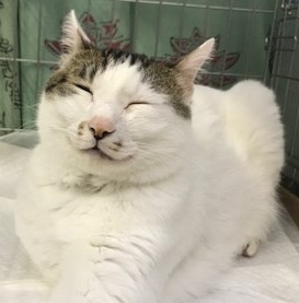 天使の心を持つ猫、ノンタンの脳には障害が…(写真:ねこけんブログより)
