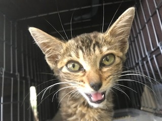 ヤギからエサをもらい、やせ細った子猫・ヤギちゃん(写真:ねこけんブログより)