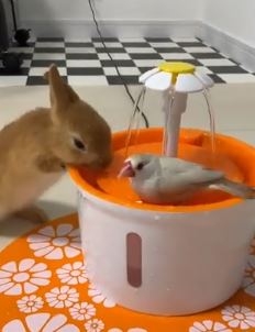 クリーム文鳥・まるちゃんの水浴び場に突入する赤ちゃんウサギ・ラビちゃん