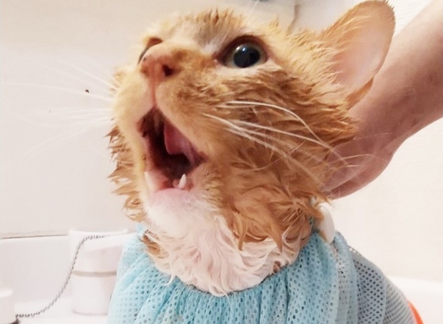 個性的すぎる声で鳴くじゃみお(写真:ねこけんブログより)