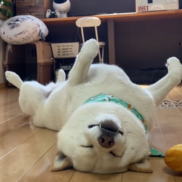 どこでも”へそ天”でごろ寝してしまう、ごん太くん