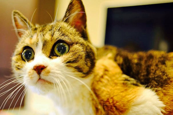 1人の女性に救われ、25歳の大往生となった三毛婆さん(写真:ねこけんブログより)