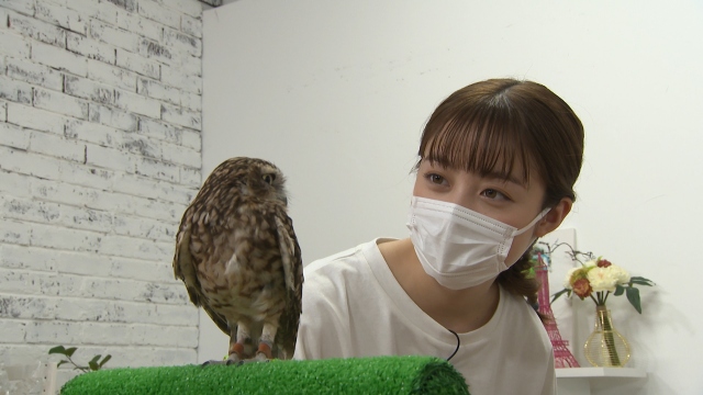 『I LOVE みんなのどうぶつ園 2時間SP』に出演する橋本環奈(C)日本テレビ