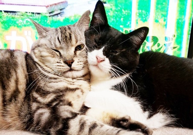 多頭飼育崩壊から救われた、盲目のメンメ(右)(写真:ねこけんブログより)