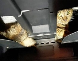 車のダッシュボードにはまった子猫(写真:ねこけんブログより)