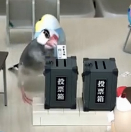 投票箱に投票する桜文鳥・きのこ君 (C)きのこ氏さんん(@suzu_kinoko)
