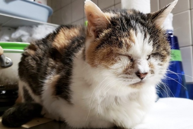 公園のトイレの近くで眠っていた元地域猫・花子(写真:ねこけんブログより)