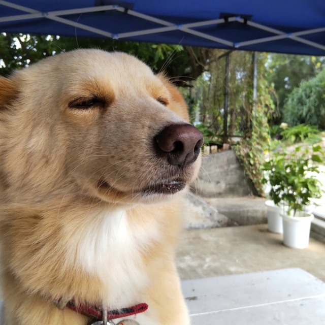 久米島スポーツ アクティブの看板犬・大吉くん 飼い主さんに脇の下を掻いてもらって、この表情