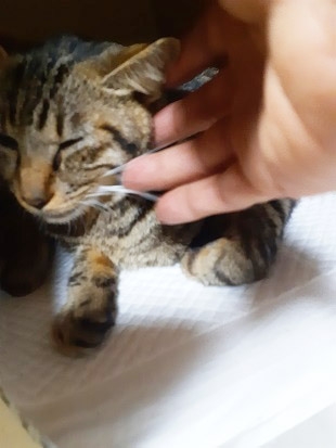 動けなかった猫に、思いが通じた瞬間(写真:ねこけんブログより)