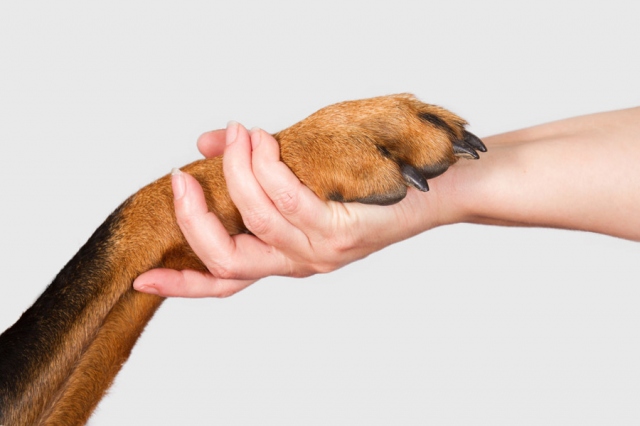 ヒトの“生命”と動物への“愛”どちらが重い?
