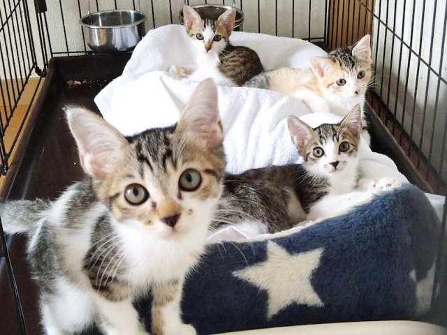 多頭飼育崩壊の現場から保護された子猫たち(写真:ねこけんブログより)