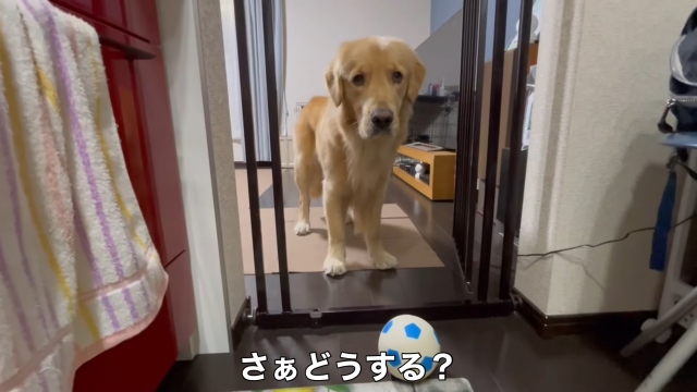 立ち入り禁止区域のキッチンにボールが入ってしまった…さぁどうする? 飼い主さんとの駆け引きを撮影した動画は100万回再生