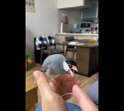 夫に態度が激変する桜文鳥・つなちゃん
