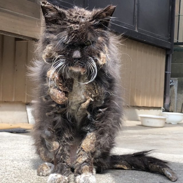 地域猫として生きていた「二度見ちゃん」(写真:ねこけんブログより)