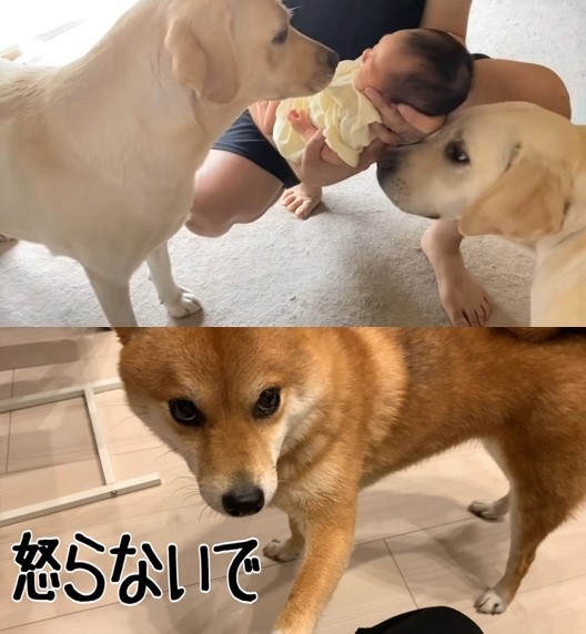 赤ちゃんに駆け寄るラブラドールレトリバー(上)と、娘を叱る母を止めにきた柴犬(下)