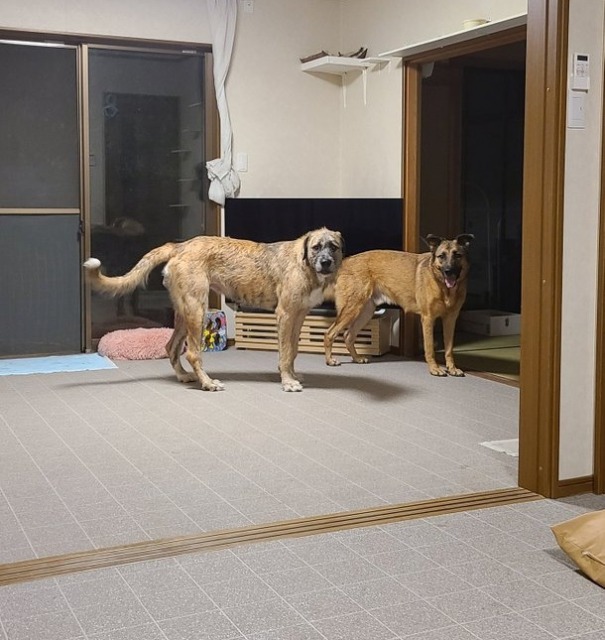 「散歩いきませんか…?」2匹の超大型犬に、じっ…と見つめられる飼い主さん(画像提供:肩幅広美さん)
