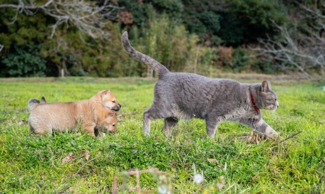 山陰柴犬の仔犬が慕うのは 母犬でも飼い主でもなく ねこ先生 ひよこが初めて目にした者を親とするみたい 秋田魁新報電子版