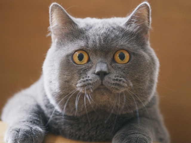 まん丸で可愛い サランラップcmの猫が話題 動物プロダクションが明かすペットモデルの今 Oricon News 沖縄タイムス プラス