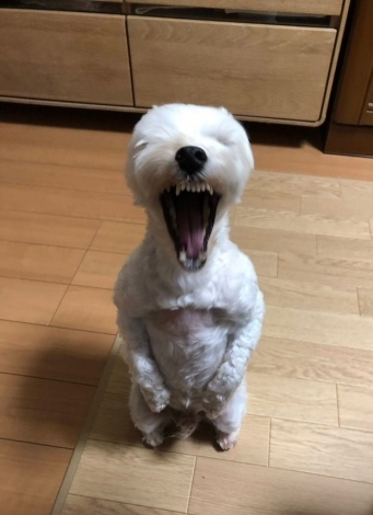 犬の変顔写真に隠された秘密とは バイオハザード犬 と 妖怪みたいになった犬 に10万越えのいいね Oricon News 沖縄タイムス プラス