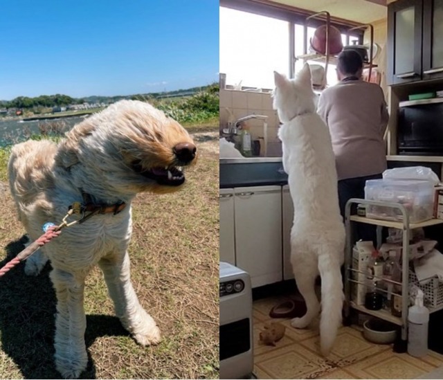 飼い犬が タタリ神 や モロ に変身 もののけ姫 に出てきそうな2匹の写真に反響 オリコンニュース 岩手日報 Iwate Nippo