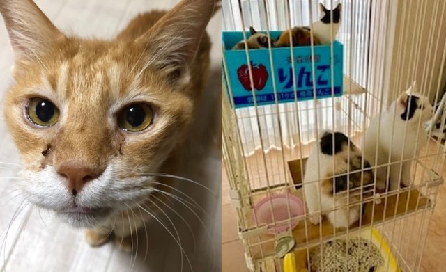太陽の光を知らなかった 飼い主が閉じ込めた猫たち 救われて得た幸せな日々 Oricon News 沖縄タイムス プラス