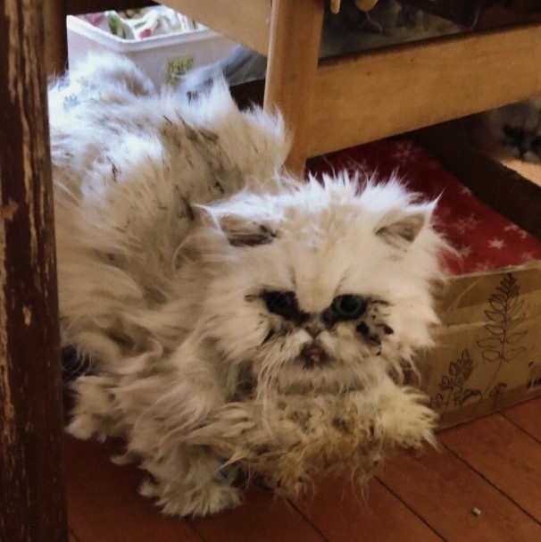 命をなんだと思っているんだ ブリーダーの多頭飼いが崩壊 病気や奇形の猫たちを救え オリコンニュース 岩手日報 Iwate Nippo